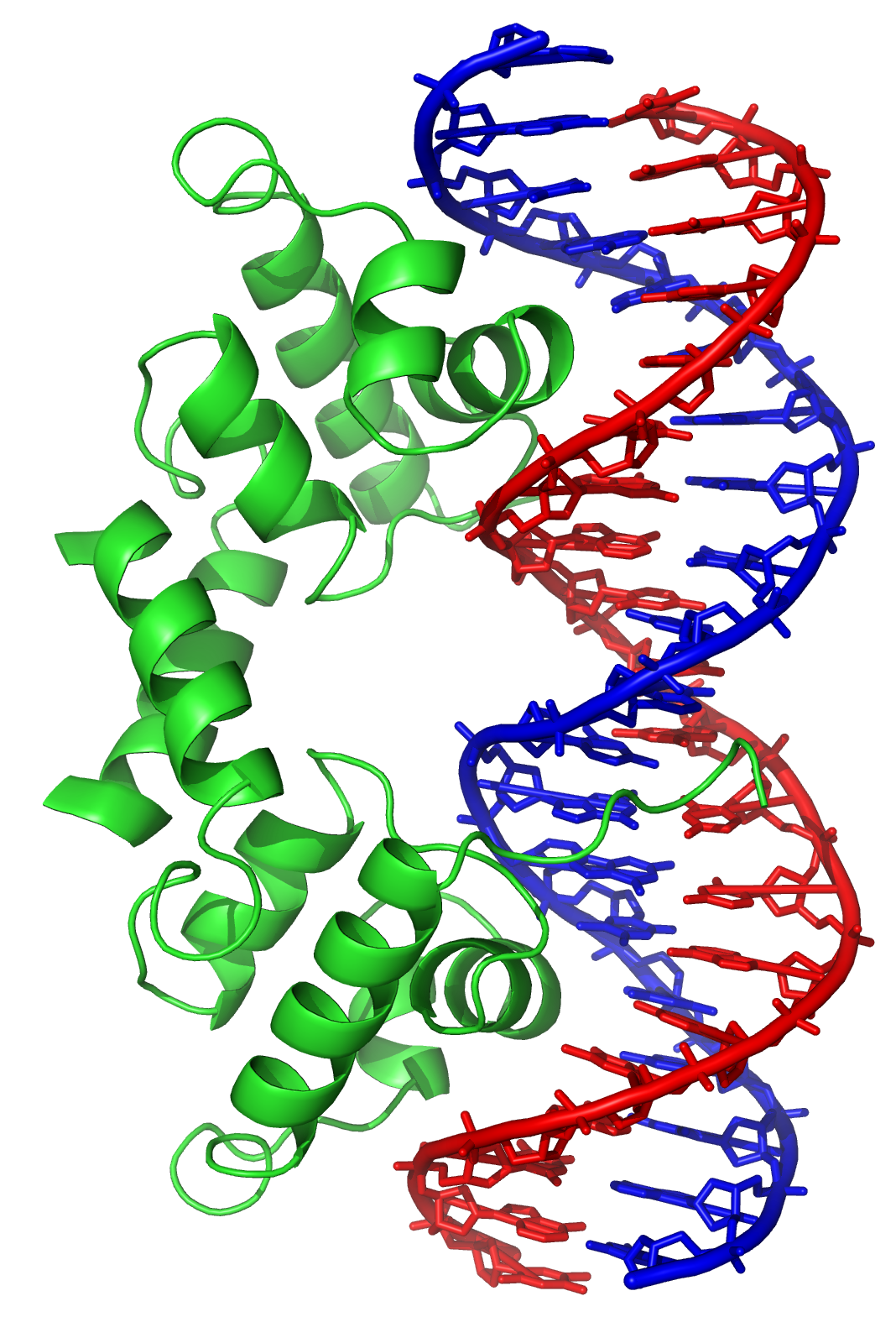 DNA