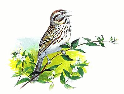 Free Sparrow Clipart