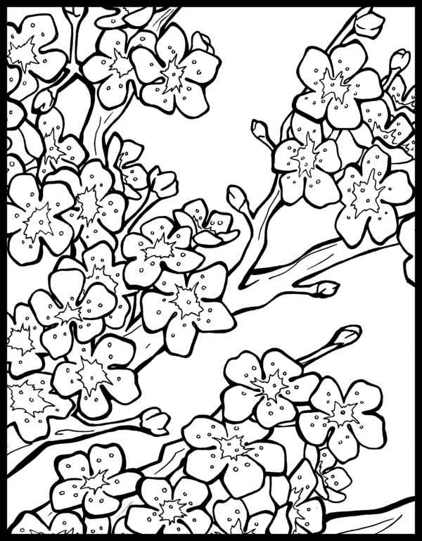 japan cherry blossom coloring pages - photo #2