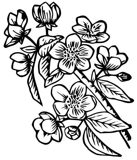 Apple Blossom Drawing - ClipArt Best