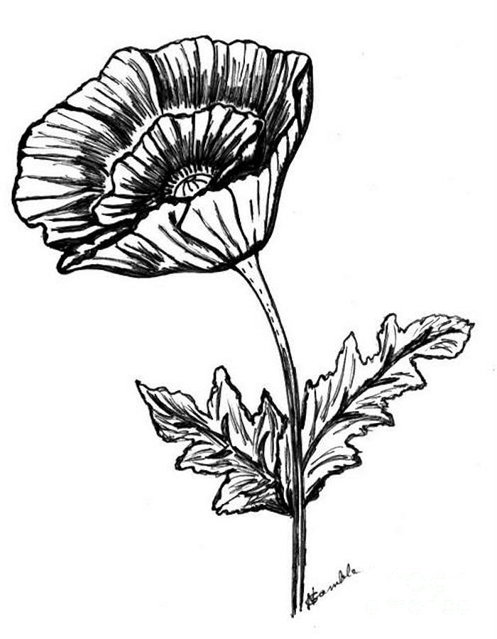 Poppy Flower Line Drawing - ClipArt Best