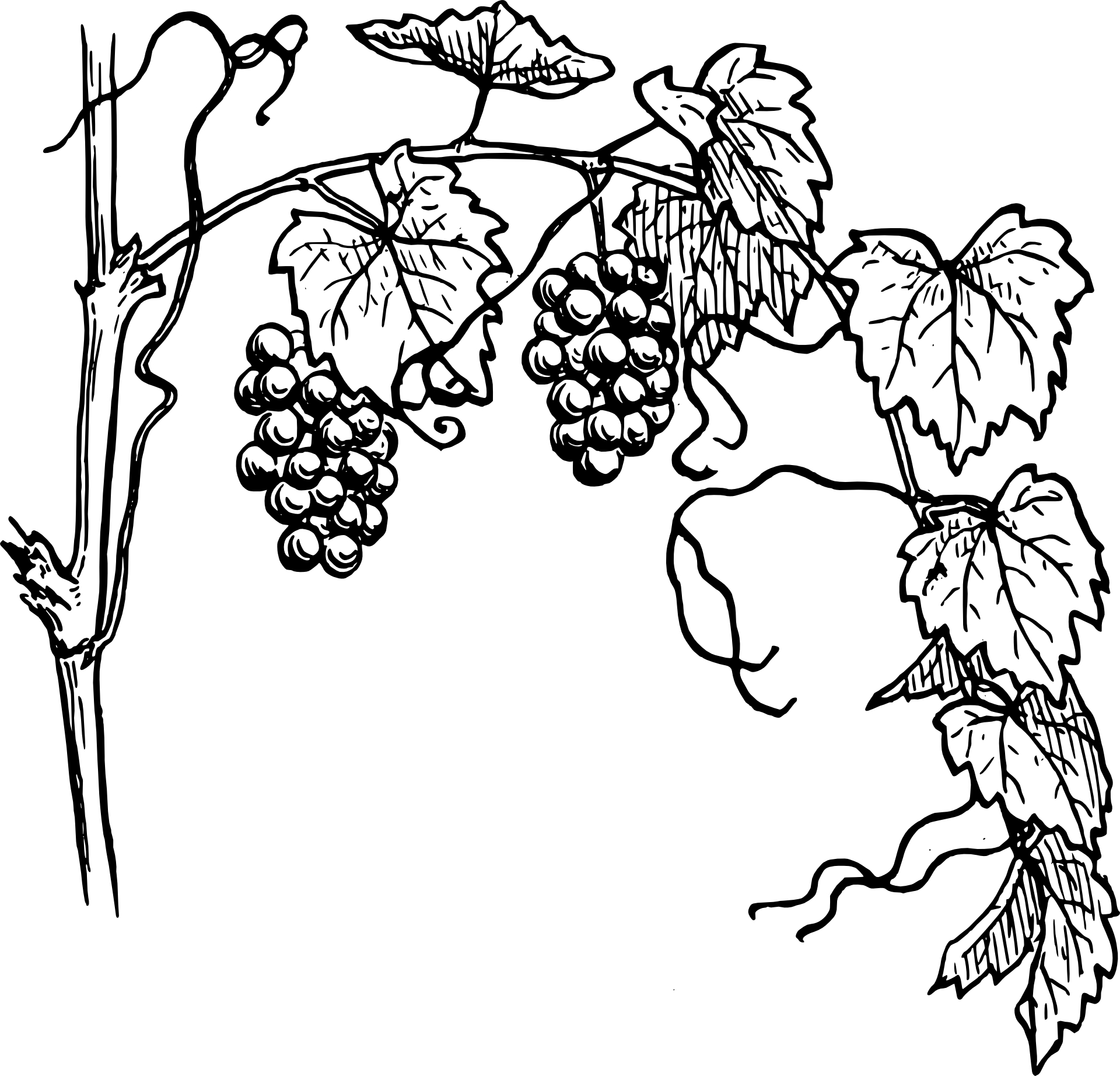 Grapes Sketch - ClipArt Best