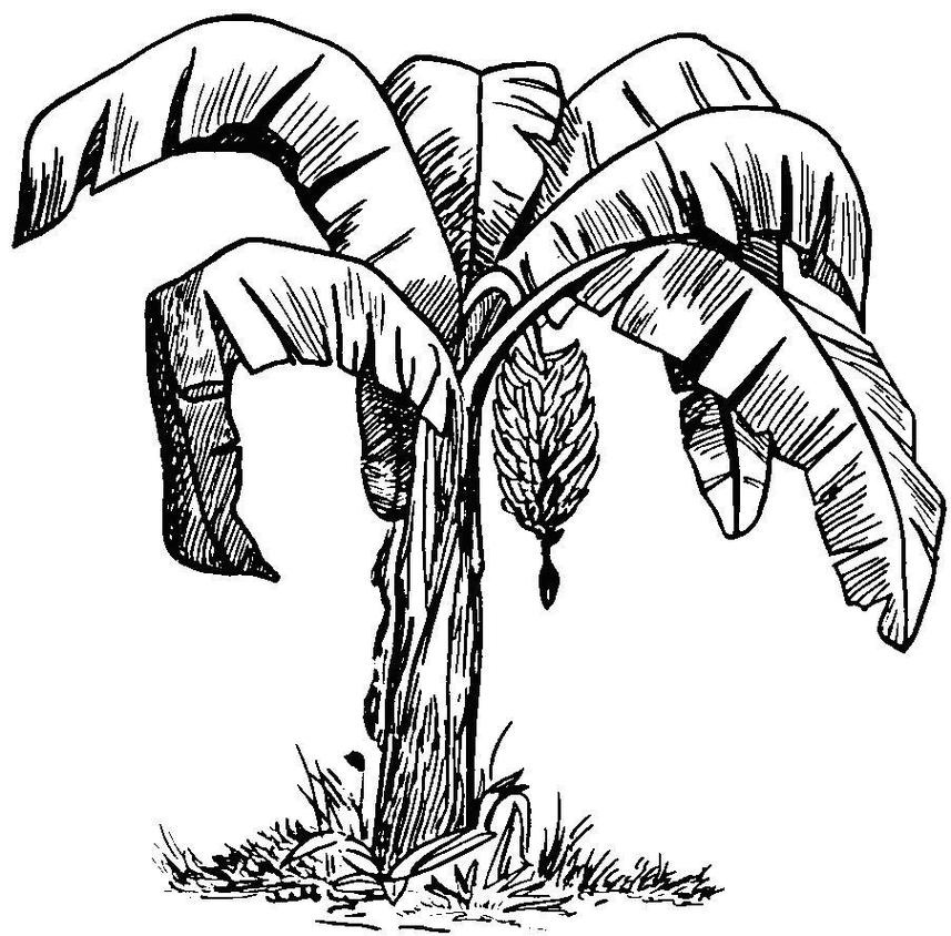 Cartoon Banana Tree Clipart - Free to use Clip Art Resource