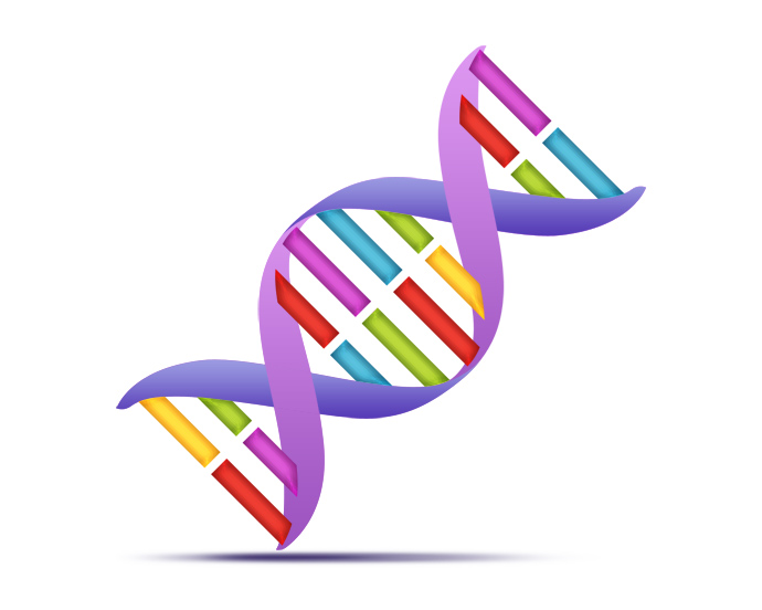 Double Helix Vector | Free Download Clip Art | Free Clip Art | on ...