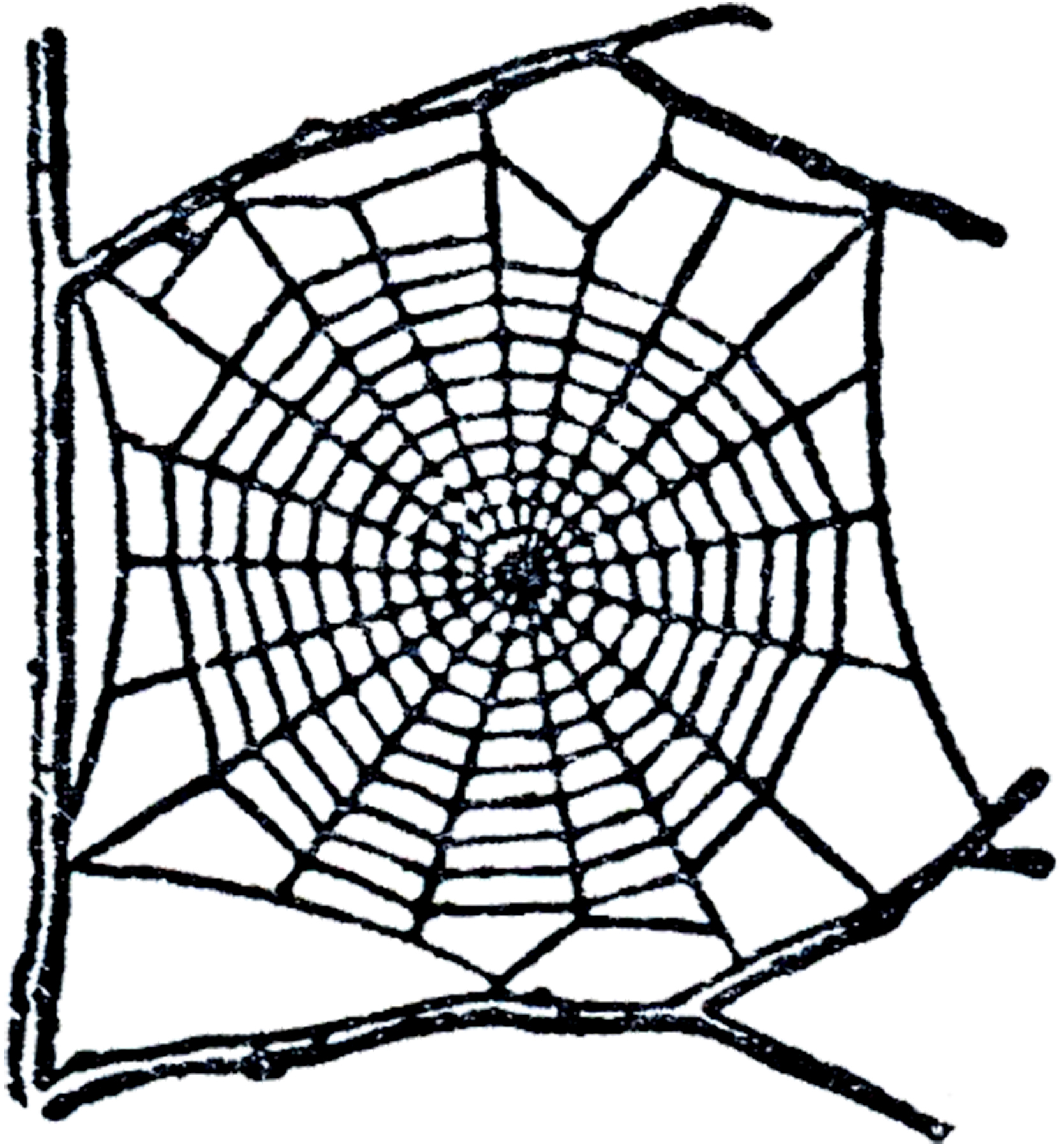 Black and white spider web clipart - ClipartFox