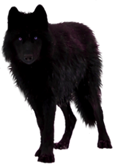 PNG Wolf by ITSDura on DeviantArt
