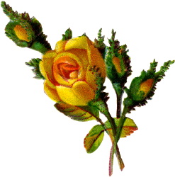 Single yellow rose clipart