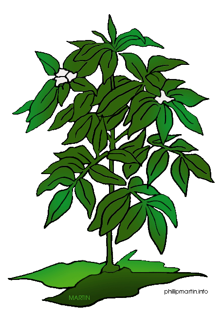 Plant clip art free