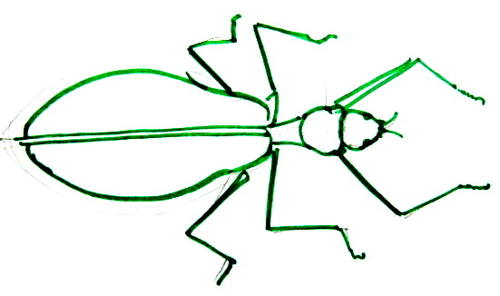 How to draw a Leaf Insect