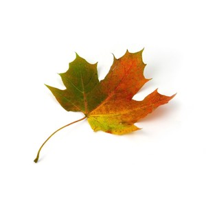 single coloured maple leaf on white background - Polyvore