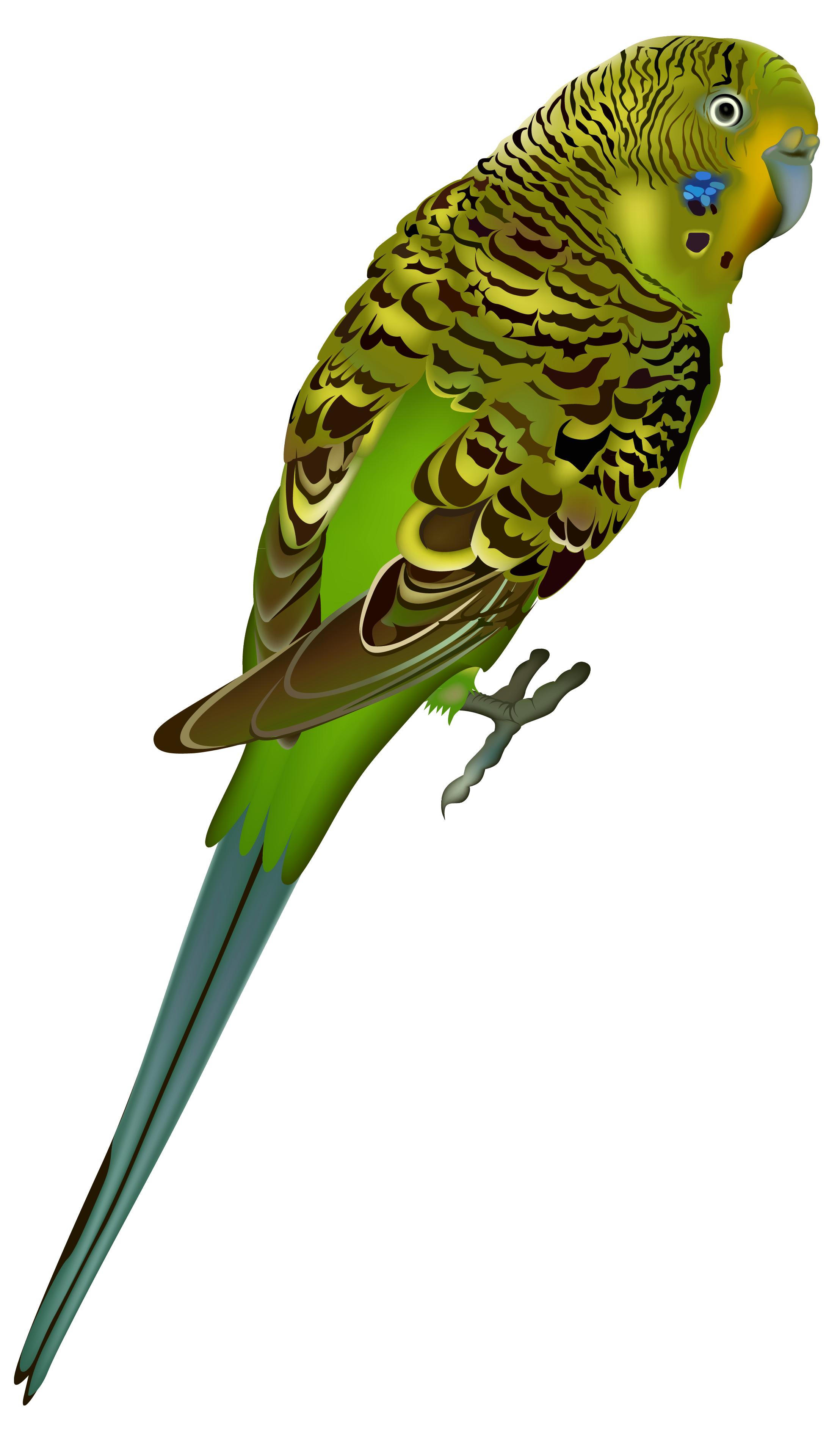 Budgie Bird PNG Clipart Image
