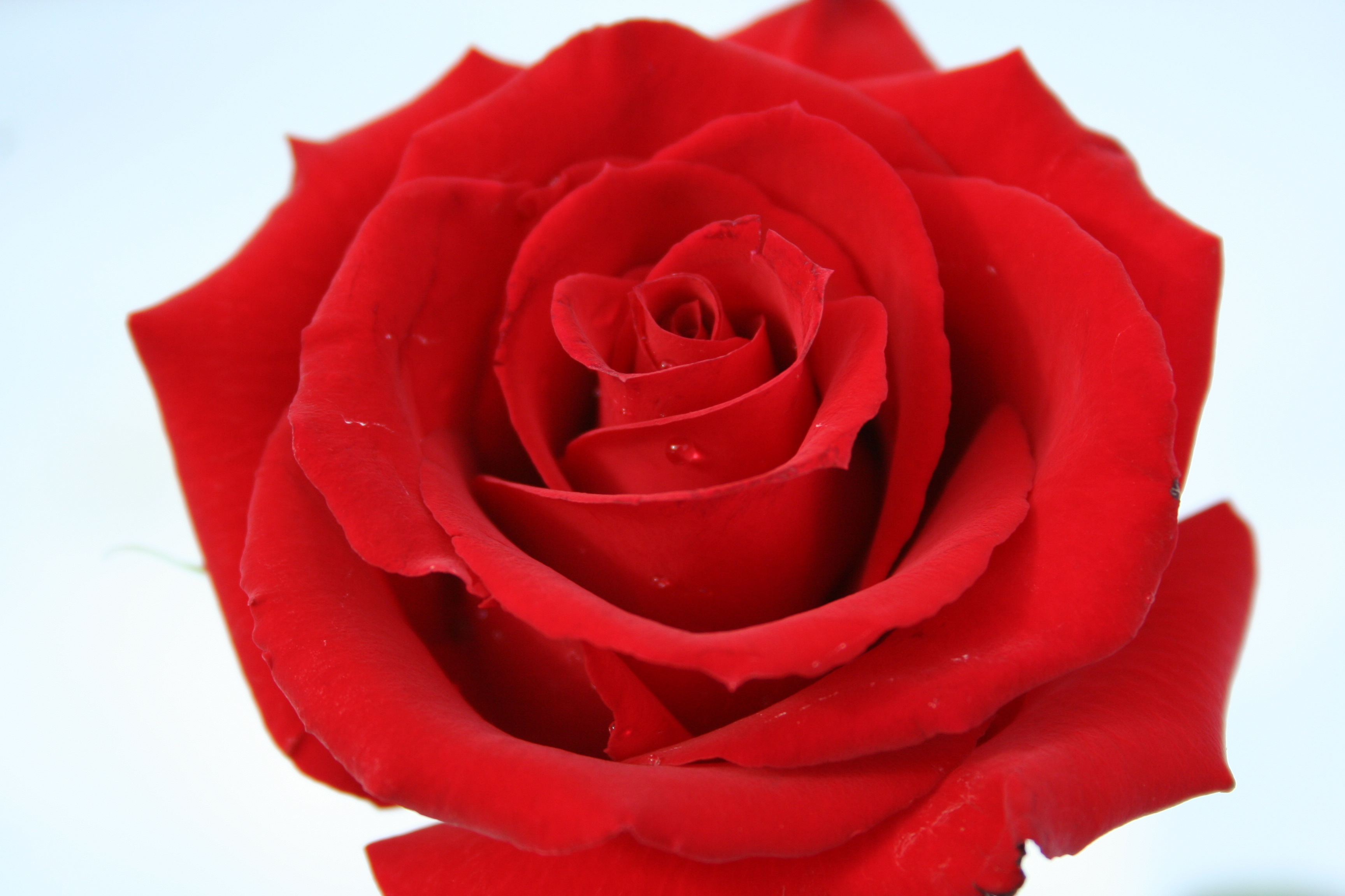Red Rose Picture, Red Rose Wallpapers | Red Rose Awesome Photos ...