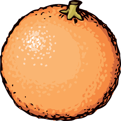 Orange Fruit Peel Sketching Clip Art, Vector Images ...