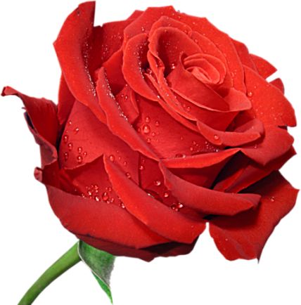 Red Large Rose Clipart PNG Picture | Flowers | Pinterest