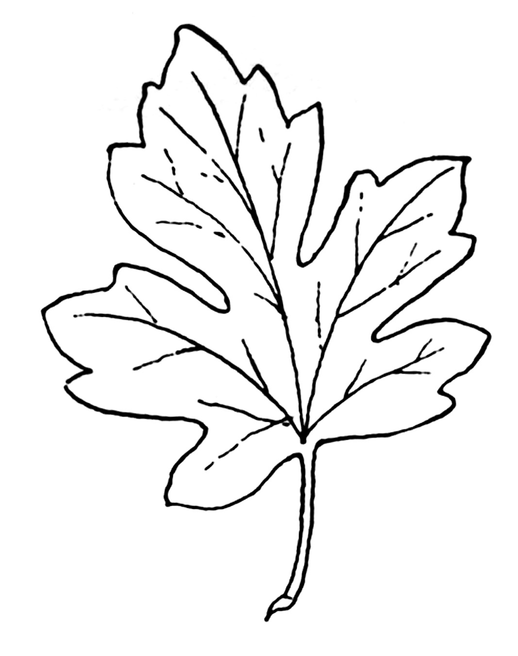 Coloring Pages Of Fall Leaves Pin Leaf Clip Art Black And White ...