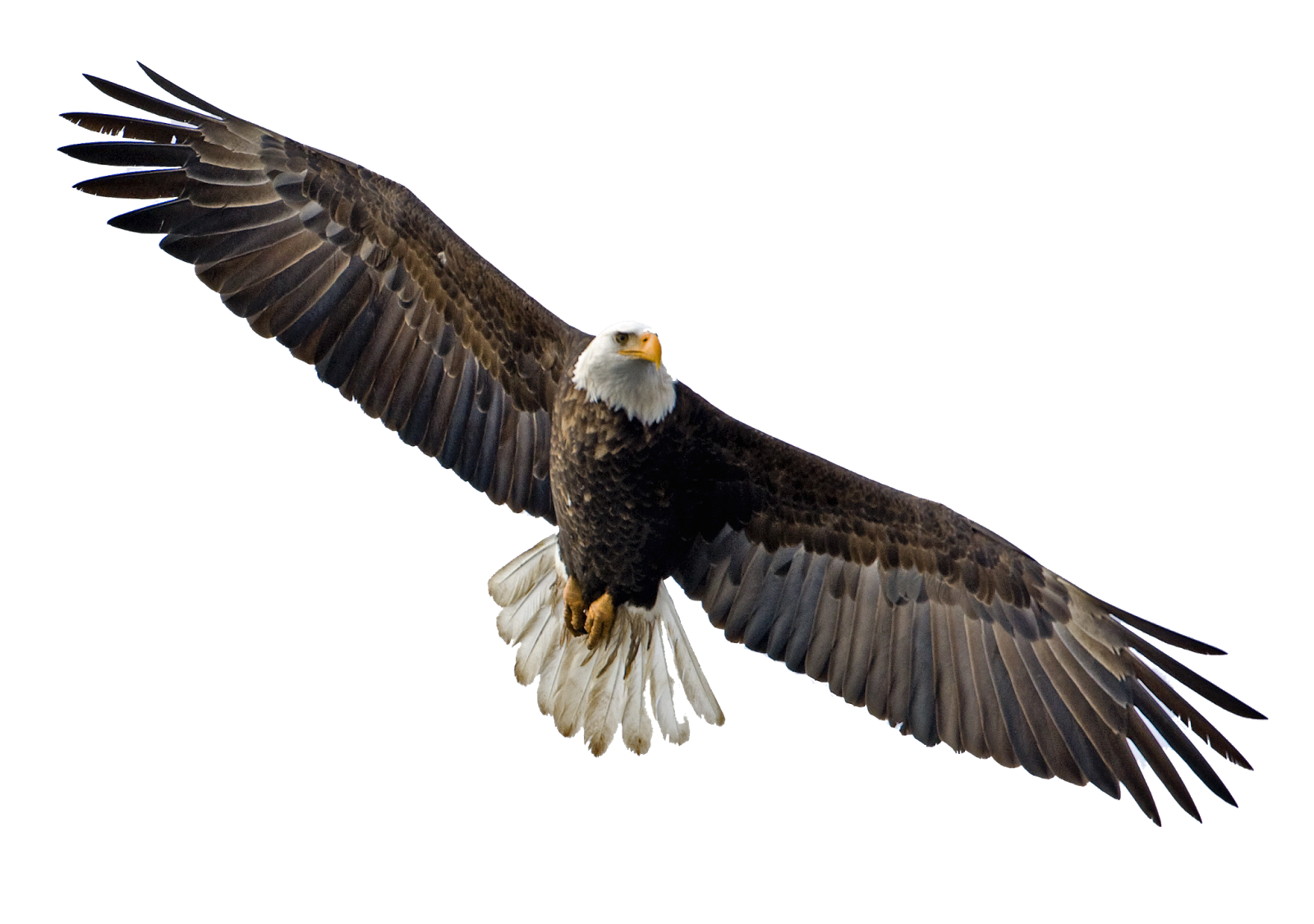 clipart eagles soaring - photo #1