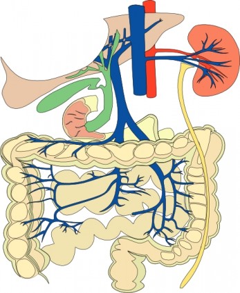 Digestive Organs Medical Diagram clip art Free vector in Open ...