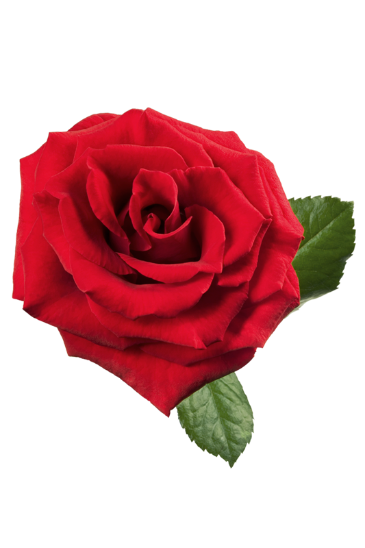 Large Red Rose PNG Clipart