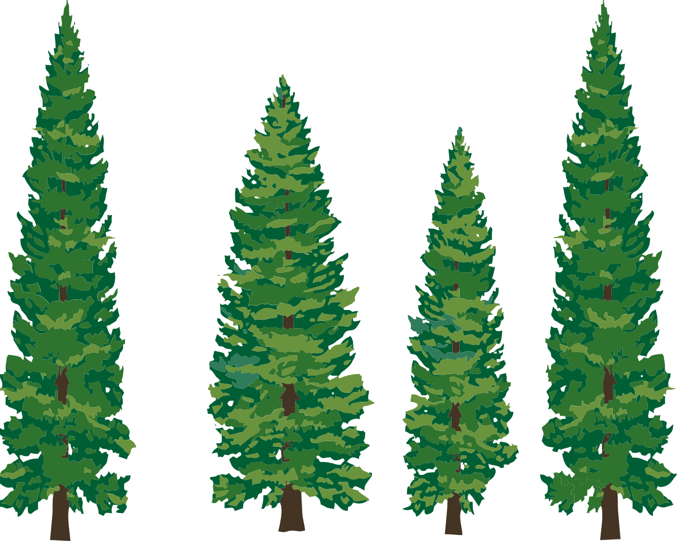 Evergreen Tree Clipart