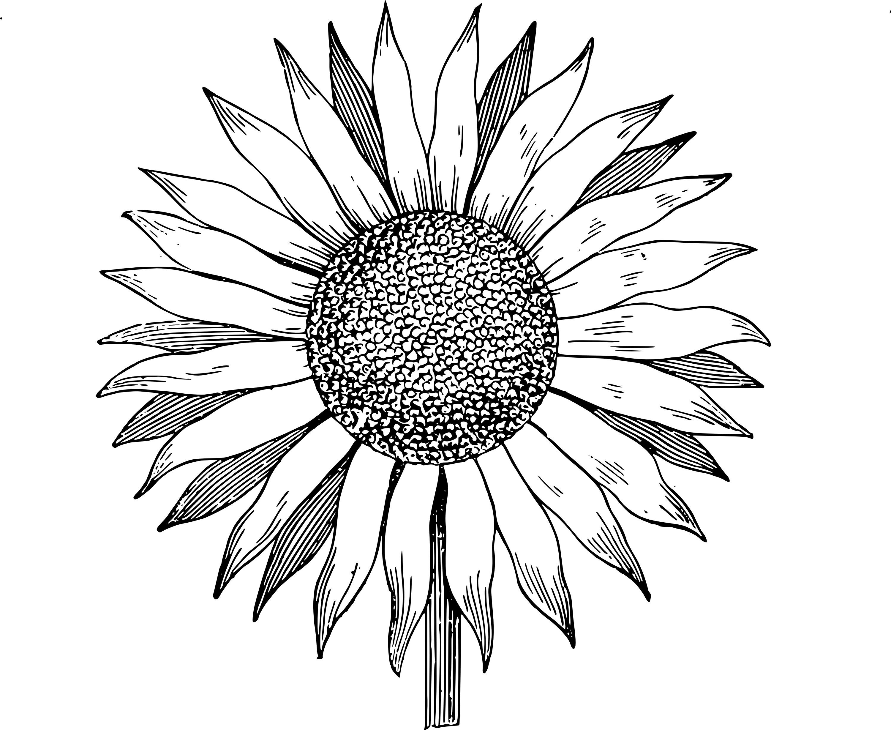 Sunflower Free Drawing Template ClipArt Best