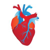 Internal Organs Heart - ClipArt Best