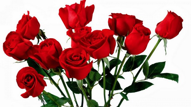 Gambar bunga mawar – Daunbuah.com