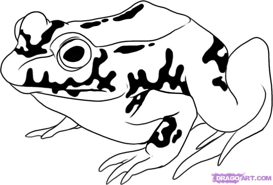 How to Draw a Toad, Step by Step, forest animals, Animals, FREE ...