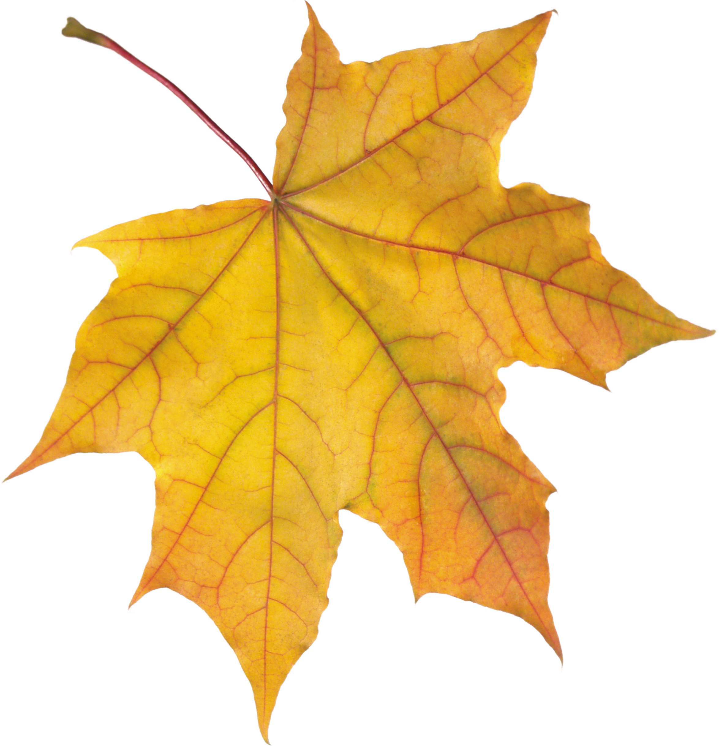 Autumn leaves PNG images, free PNG yellow leaves pictures