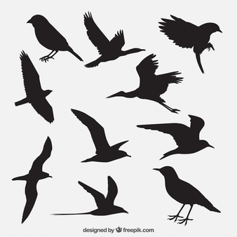 Seagull Vectors, Photos and PSD files | Free Download