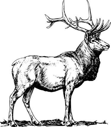 Elk Buck Clip Art Download 37 clip arts (Page 1) - ClipartLogo.com