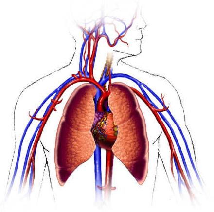 Cardiovascular System Clipart