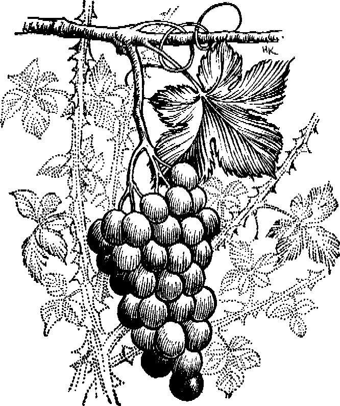Grape Drawings ClipArt Best