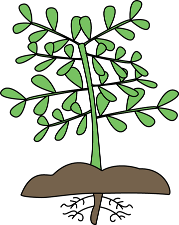 Plant With Roots Clipart - Free Clipart Images