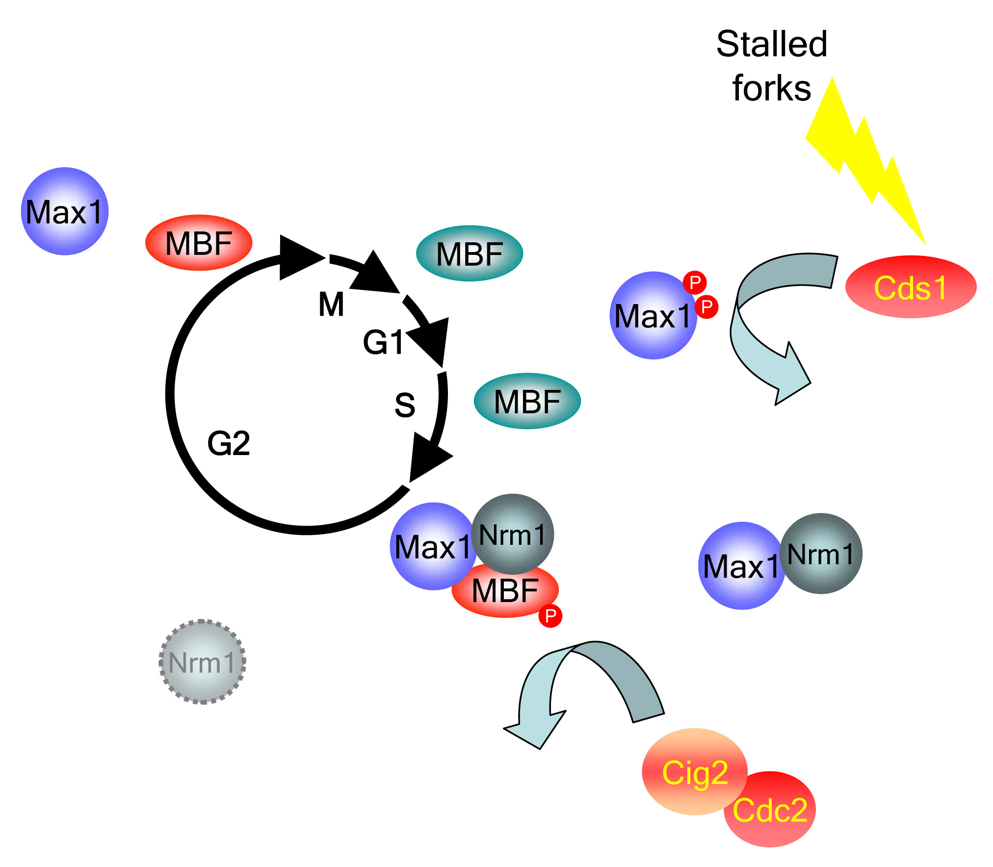 Oxidative Stress and Cell Cycle Group Biology Diagrams