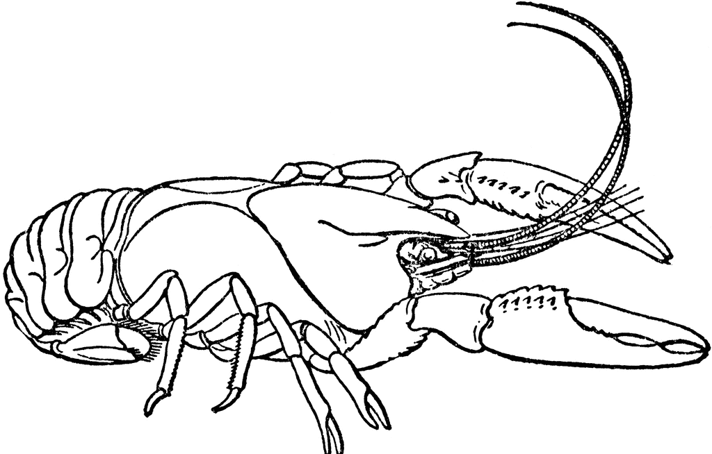 Crayfish | ClipArt ETC