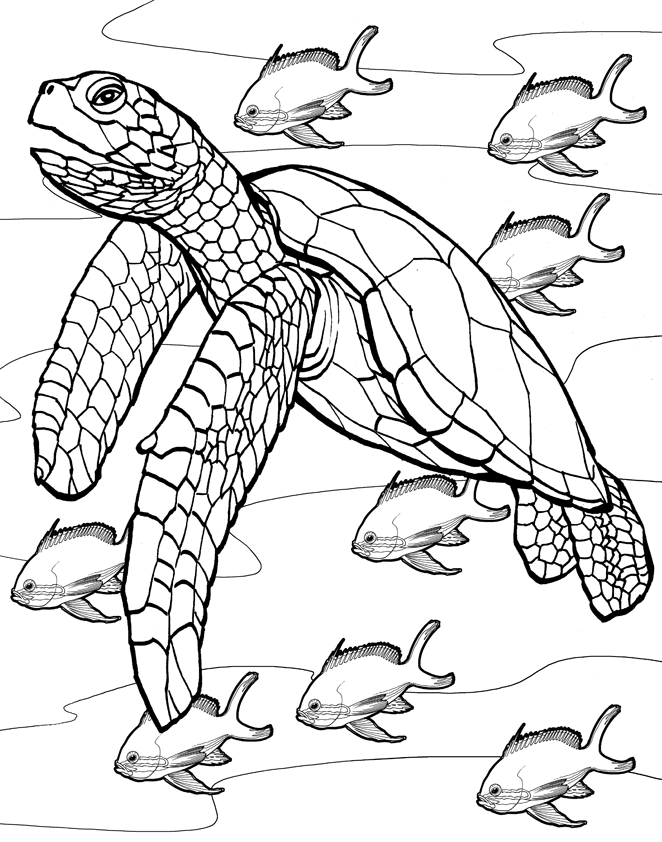 sea turtle coloring pages realistic - photo #6