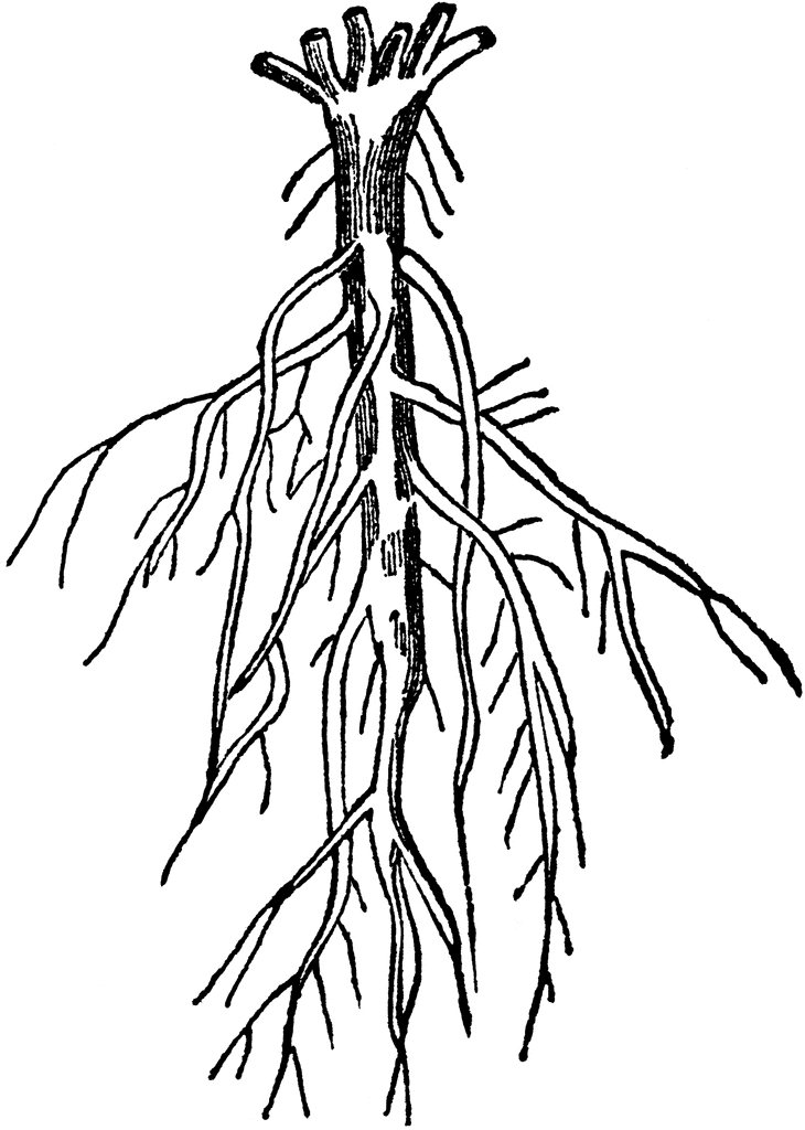 Tree With Roots Drawing - ClipArt Best