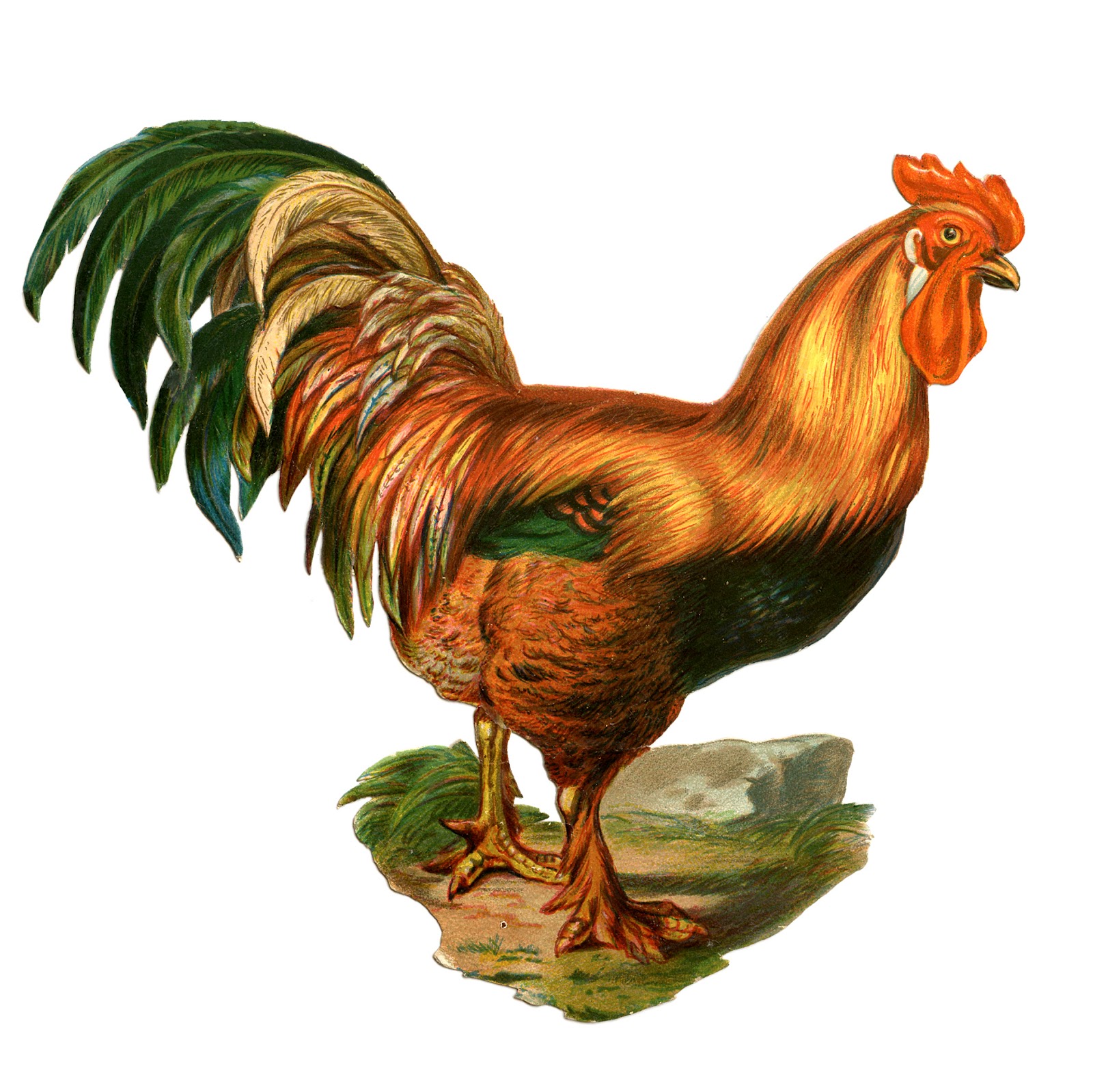 rooster animation clipart - photo #33