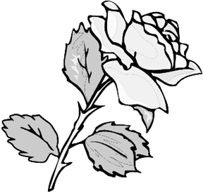 Pencil Drawing of Roses: Nature's Gift To The Art World