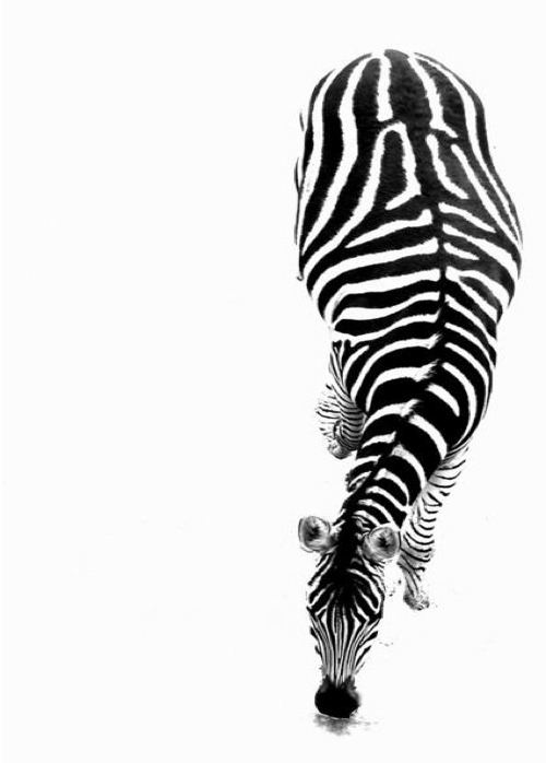 Tumblr Zebra Background - ClipArt Best