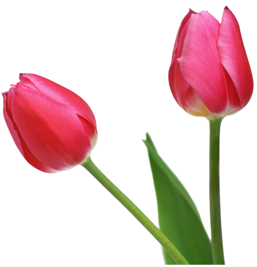 Tulip Clipart - Clipartion.com