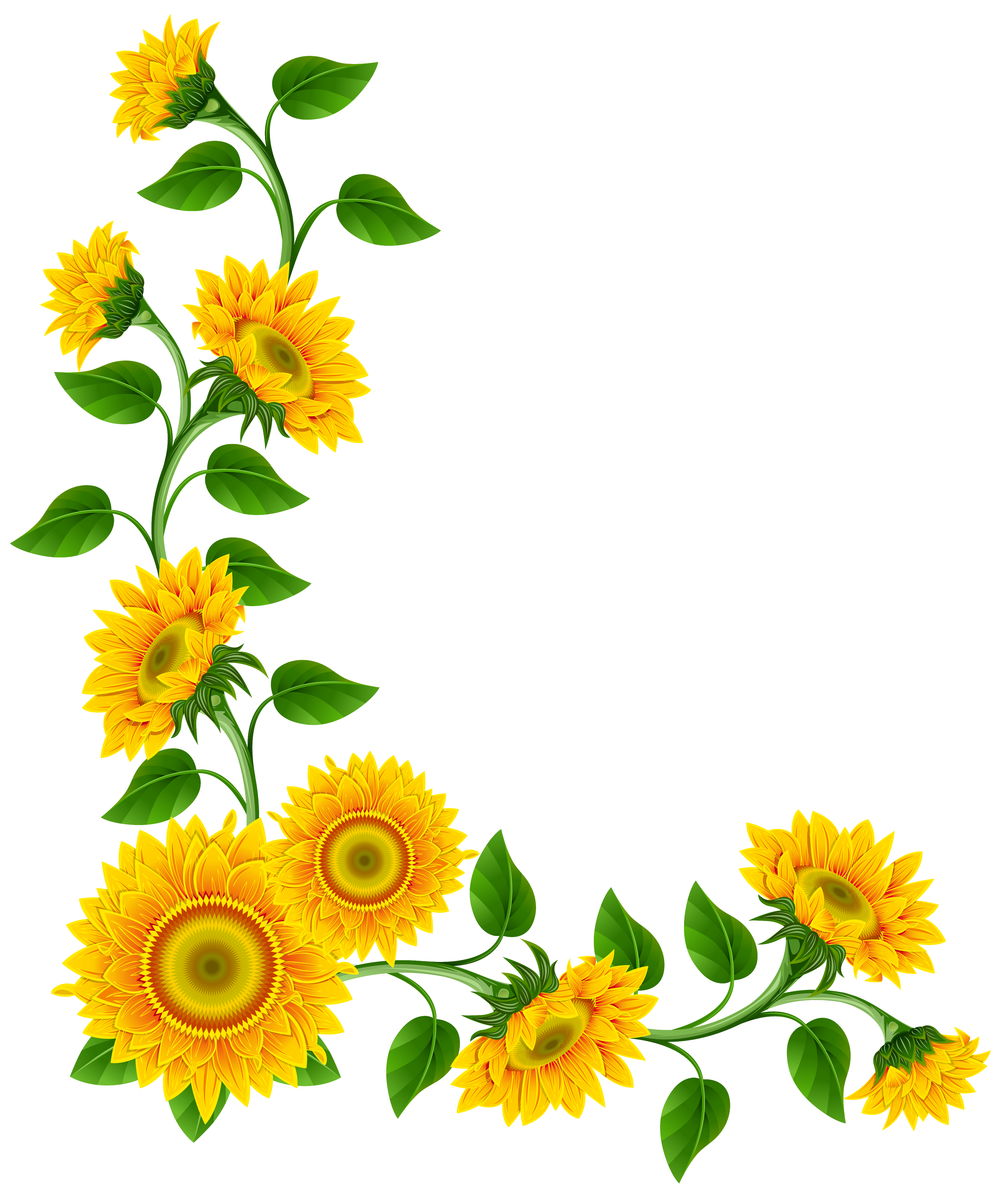 Sunflower Png - Free Icons and PNG Backgrounds