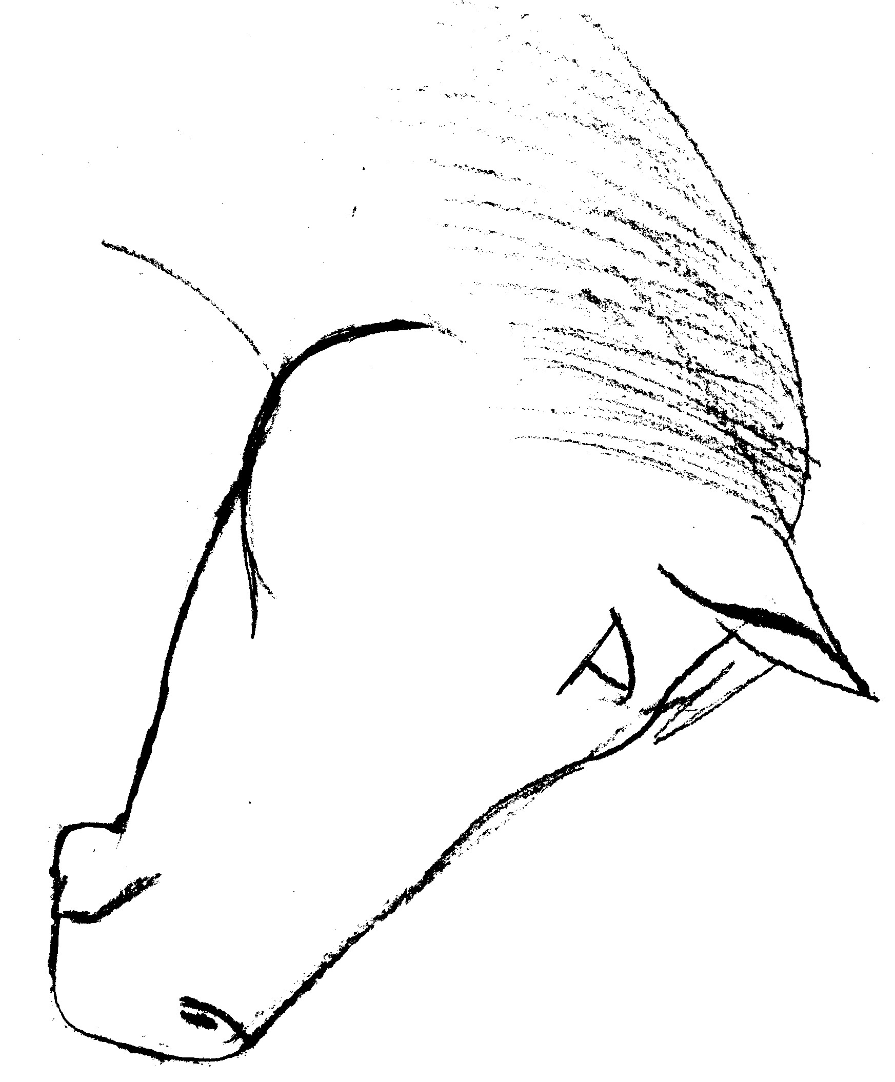Easy Drawings Of Horses Heads - ClipArt Best