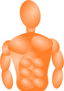 Muscle Clip Art Download