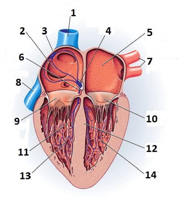 Heart Diagram Unlabeled | Free Download Clip Art | Free Clip Art ...