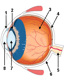 Labeled Eye Diagram - ClipArt Best