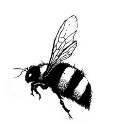 Bee drawing, Bumble bees and Pencil drawings