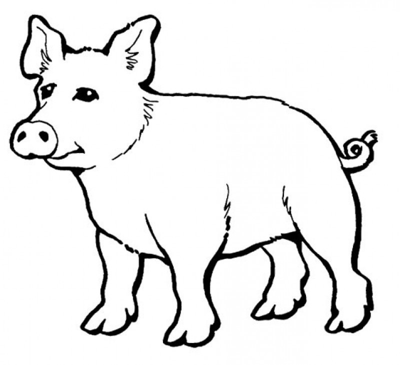 Pig Line Art