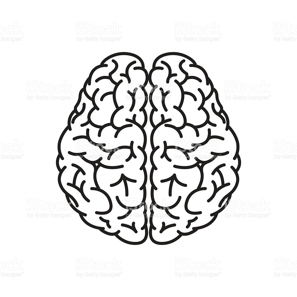 Human Brain Outline Top View stock vector art 515307322 | iStock