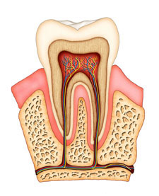 Body Cavities Diagram - ClipArt Best